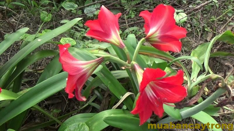 Cách trồng và chăm sóc hoa loa kèn ra nhiều bông