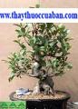 cây xi, chrey pren, chrey krem, andak neak (Campuchia) bo nu xe (Phanrang) – Ficus benjamina L.
