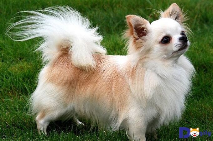 Chó Chihuahua lai Nhật lông dài