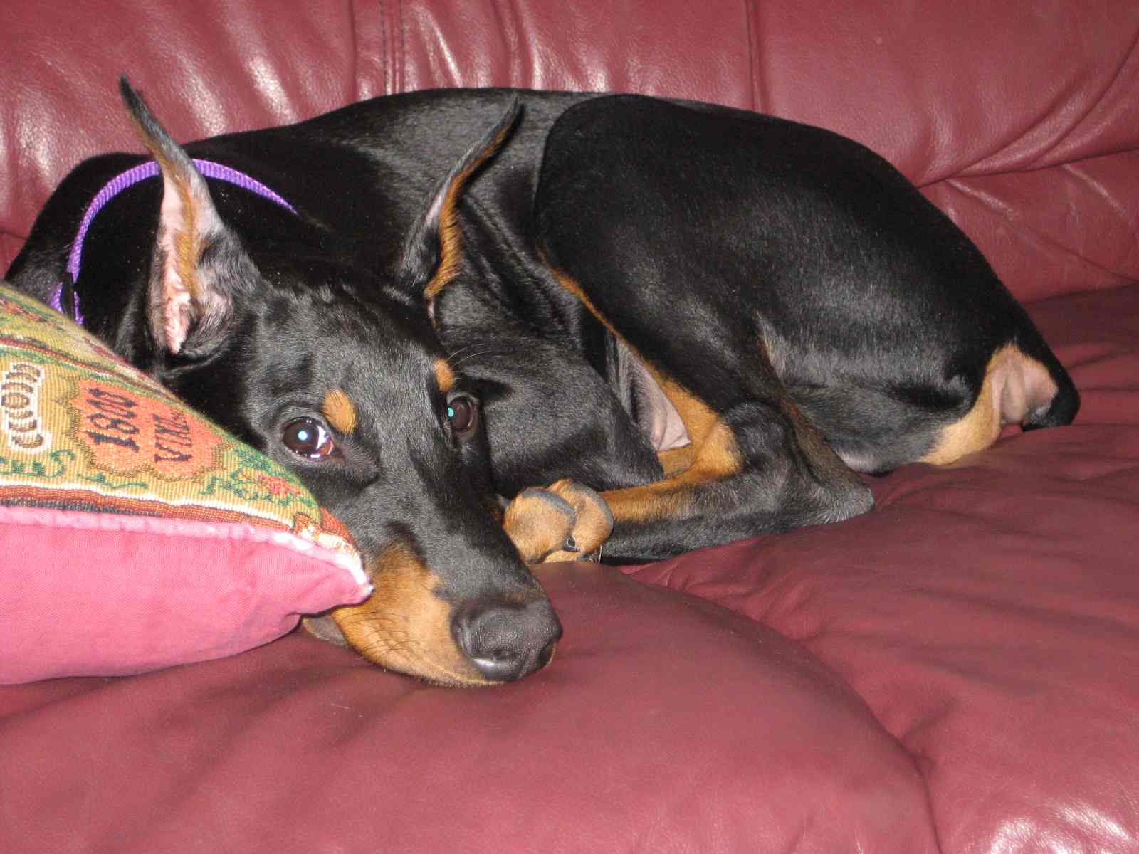 Chó Doberman - Nguồn gốc, tính cách và cách nuôi chó Doberman 3