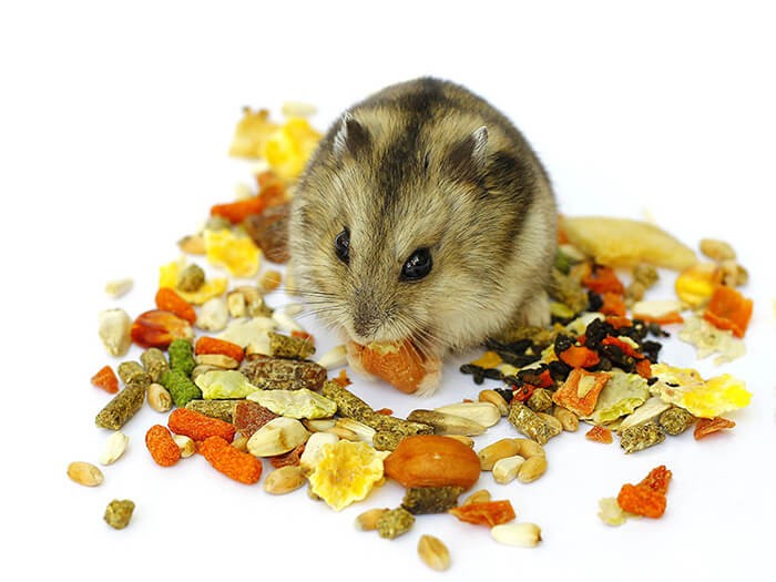 Cho chuột hamster ăn gì tốt?