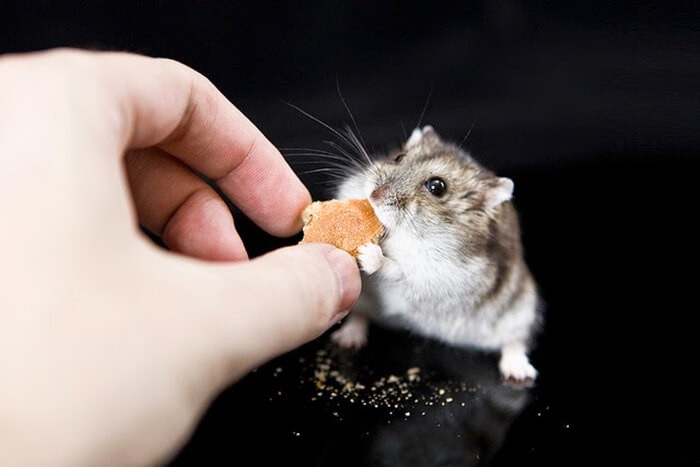 Cho chuột Hamster ăn gì béo