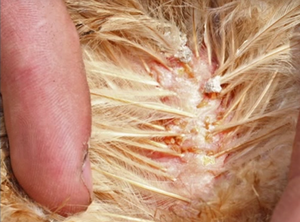 Cn bọ mạt gà sinh sống trên lông những con gà.