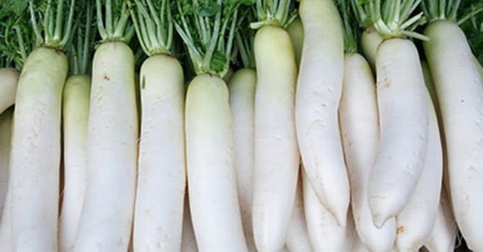 Theo Y học cổ truyền, củ cải trắng có tác dụng tiêu thũng, tiêu đờm