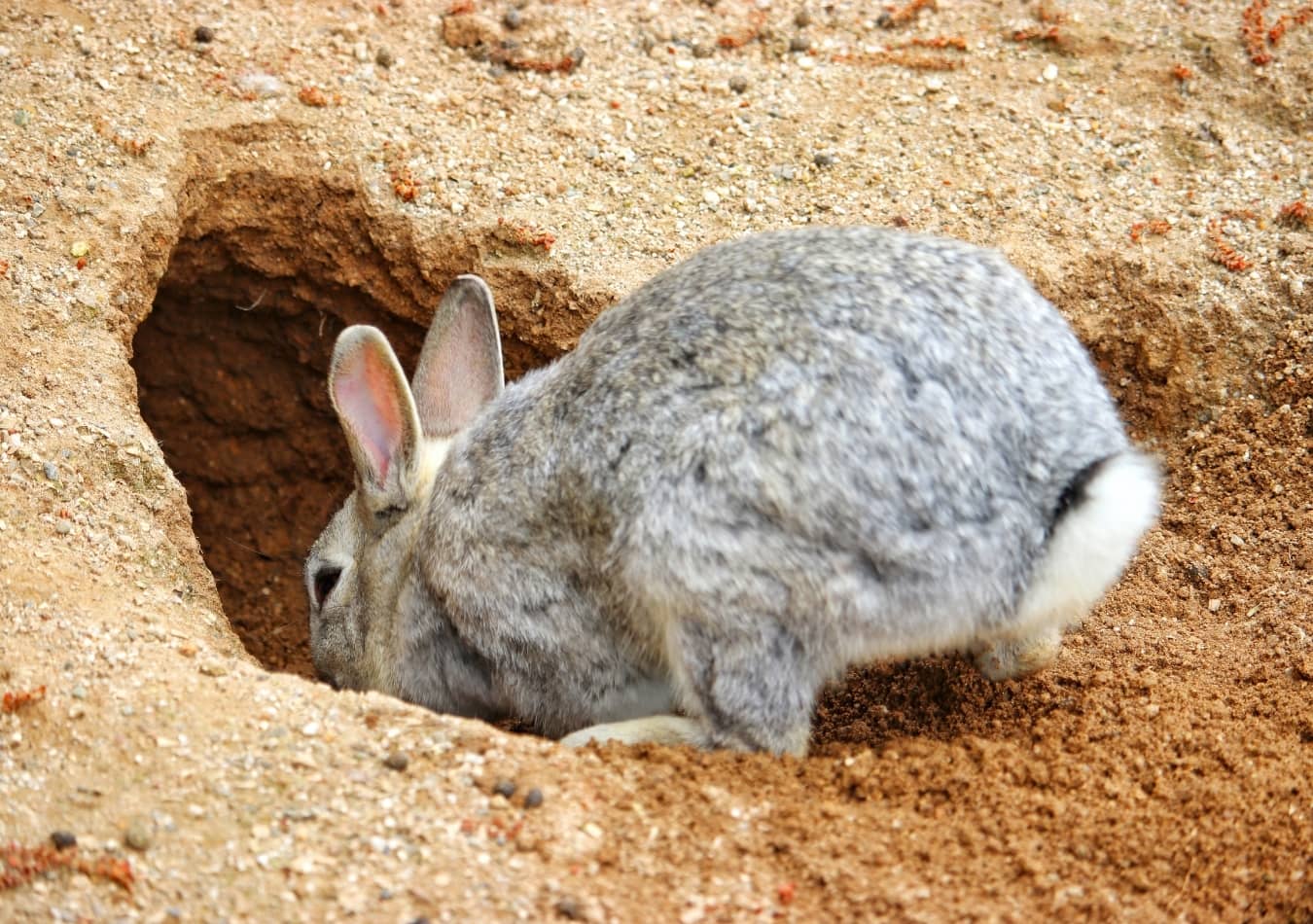 Thỏ rất thích đào hang