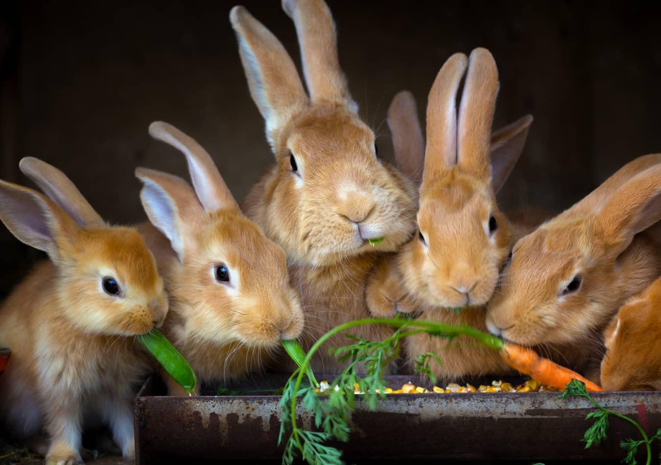 Chế độ ăn của Thỏ cảnh chủ yếu là rau cỏ