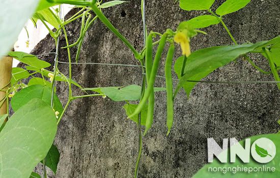 Kỹ thuật trồng đậu cove leo giàn đơn giản cho người mới