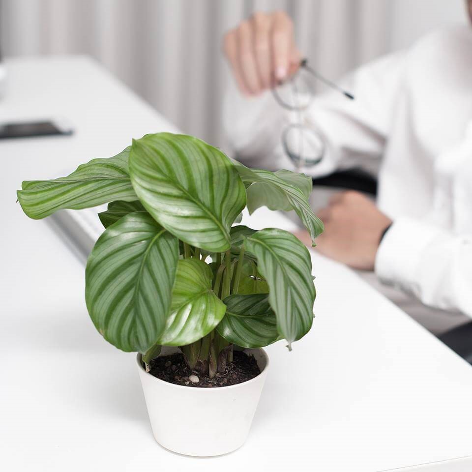 duoi cong 1 18 loại cây cảnh mini để bàn dễ trồng, hợp phong thủy trong nhà, văn phòng