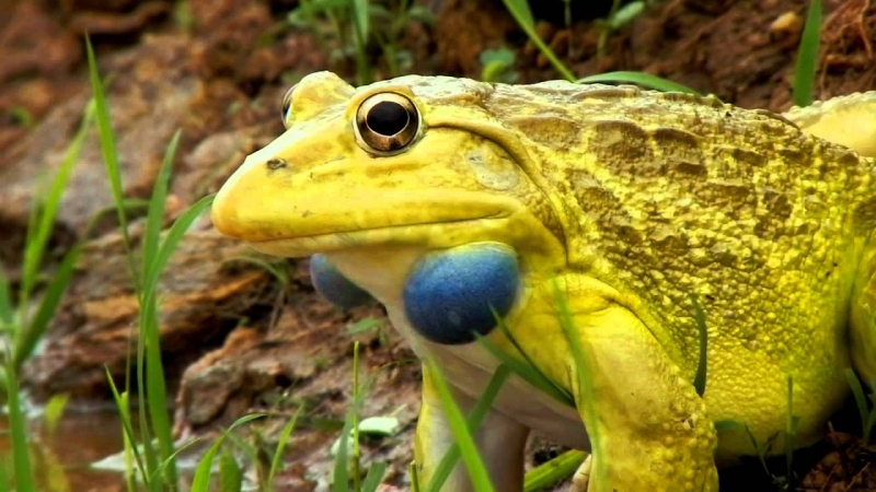 Ếch Ấn Độ – The Indian Bullfrog