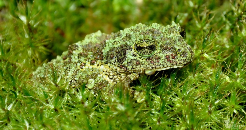 Ếch Rêu Việt Nam – The Vietnamese Mossy Frog