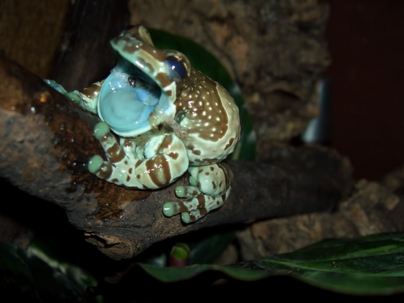 Ếch sữa Amazon – The Amazon Blue Milk Frog