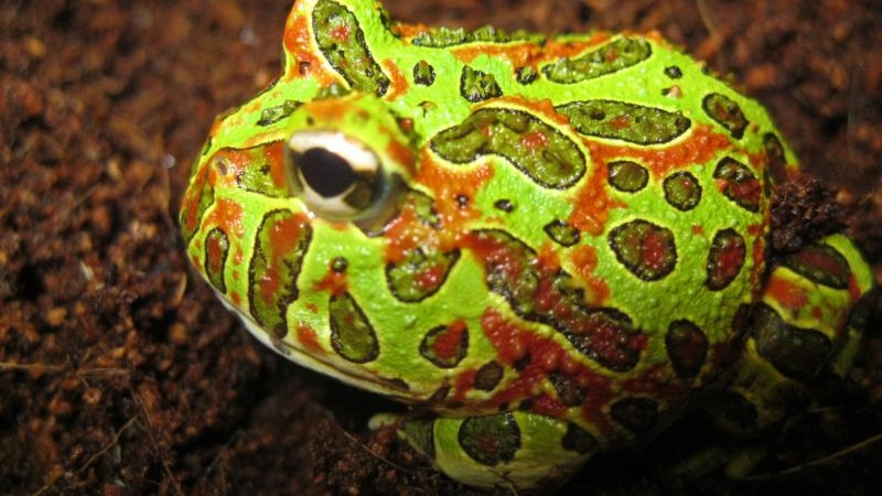 Ếch sừng Argentina – The Argentine Horned Frog