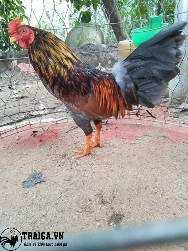 Ảnh gà chọi đẹp nổi tiếng nhất Việt Nam