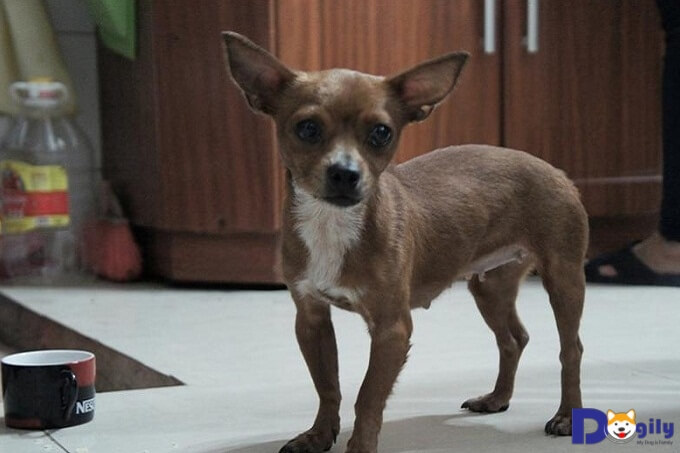 Giá chó Chihuahua lai trên thị trường