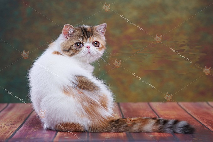 mèo Ba Tư lông ngắn exotic