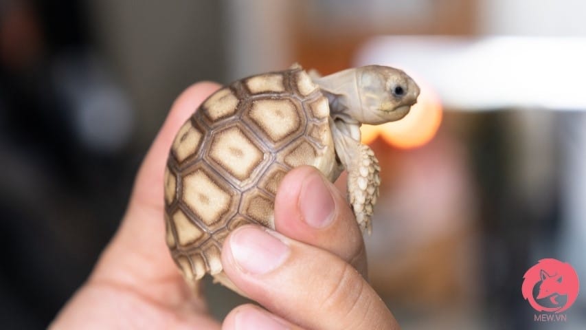 Rùa Sulcata baby