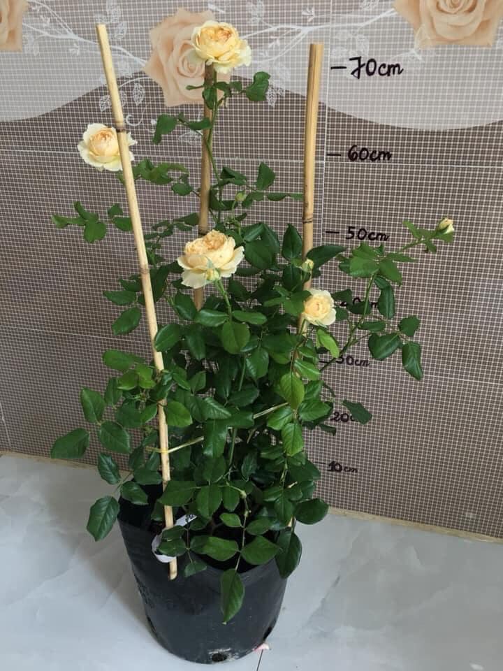 Hoa hồng ngoại Masora rose