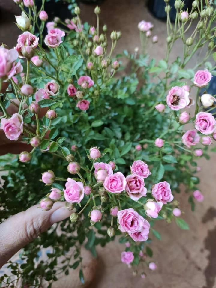 Hoa hồng Pink Pong