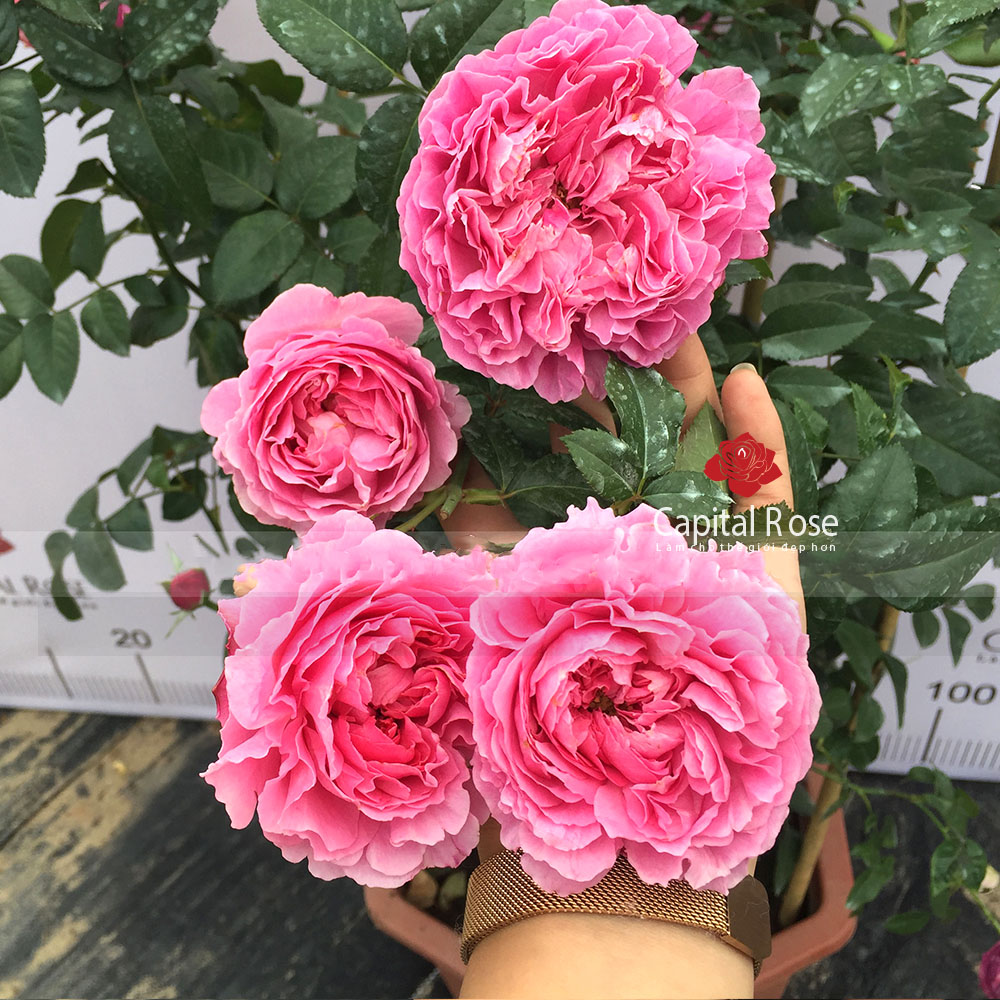 hoa hồng For Your Home rose
