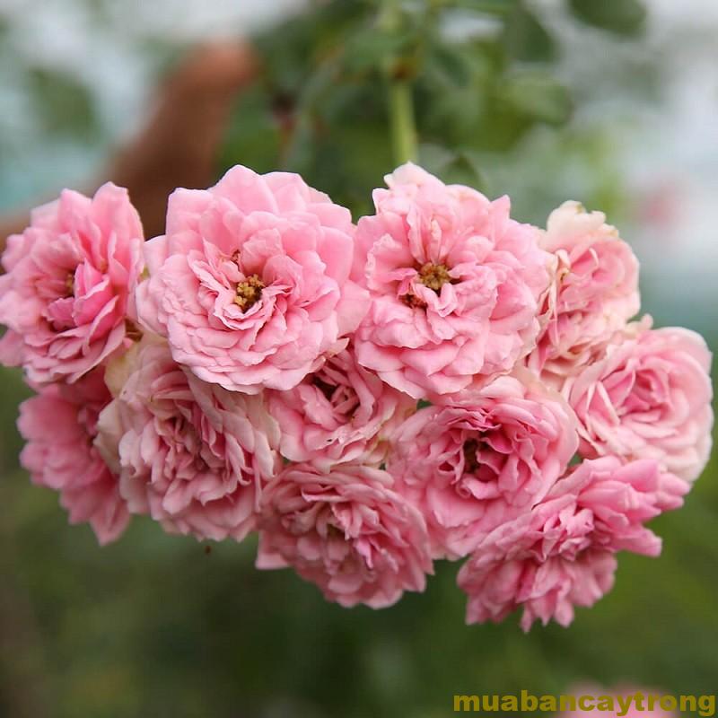 Hoa hồng leo Heritage Rose màu sắc đẹp