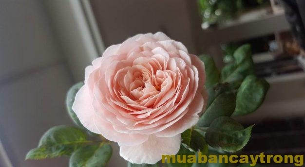 Hoa hồng leo Heritage Rose sai hoa bông đẹp màu sắc