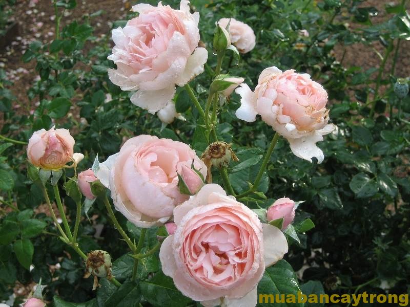 Hoa hồng Heritage Rose màu hồng phấn
