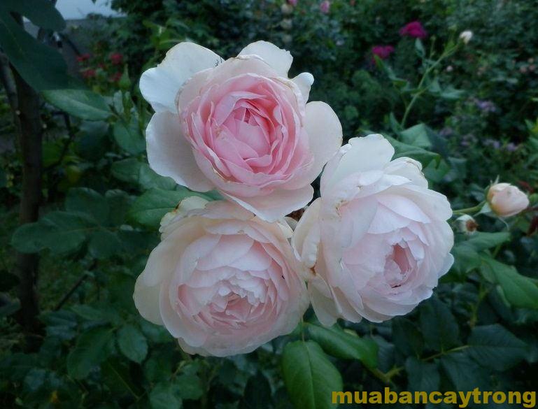 Hoa hồng leo Heritage Rose – Top hồng leo David Austin