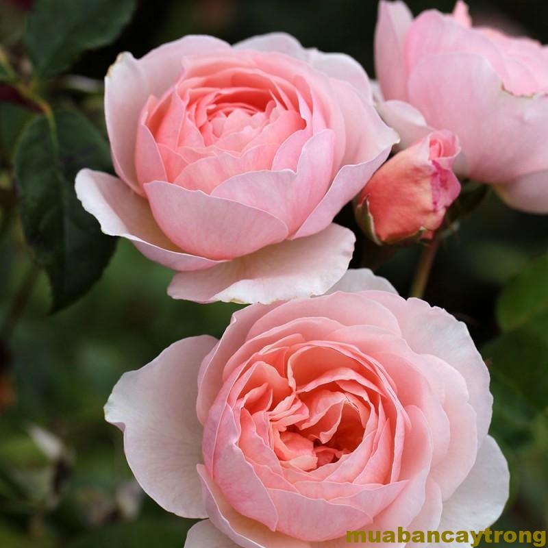 Hoa Hồng Heritage Rose (hồng Leo Tuyết Hương)