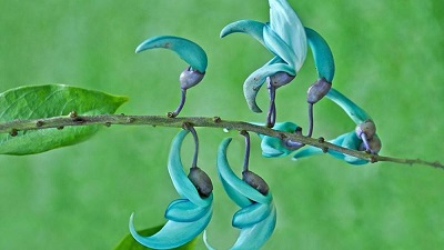 Hoa móng cọp xanh 2