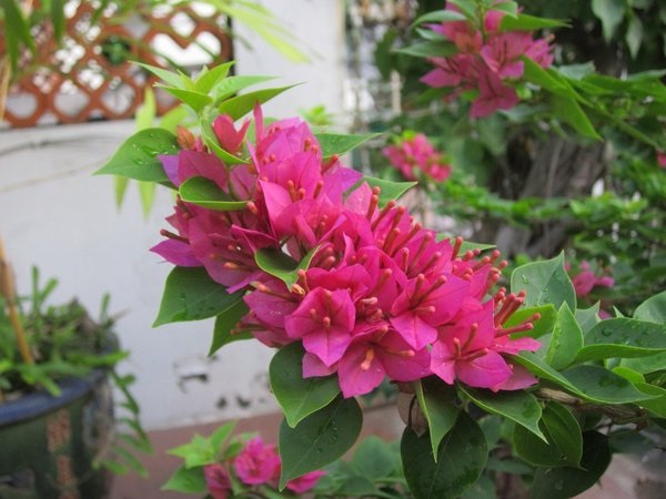 Cách trồng cây Hoa Giấy đẹp cho ra hoa quanh năm - 3