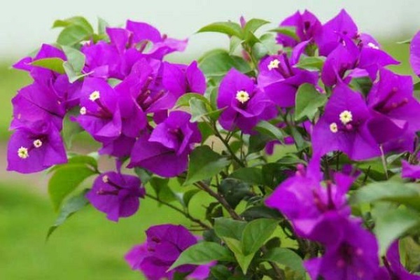 Cách trồng cây Hoa Giấy đẹp cho ra hoa quanh năm - 6