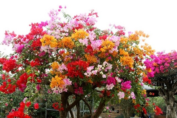 Cách trồng cây Hoa Giấy đẹp cho ra hoa quanh năm - 8