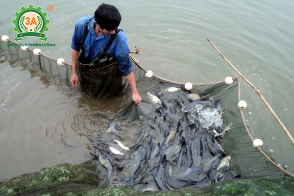 Kỹ thuật nuôi cá trắm đen: Kiểm tra cá trắm trong ao
