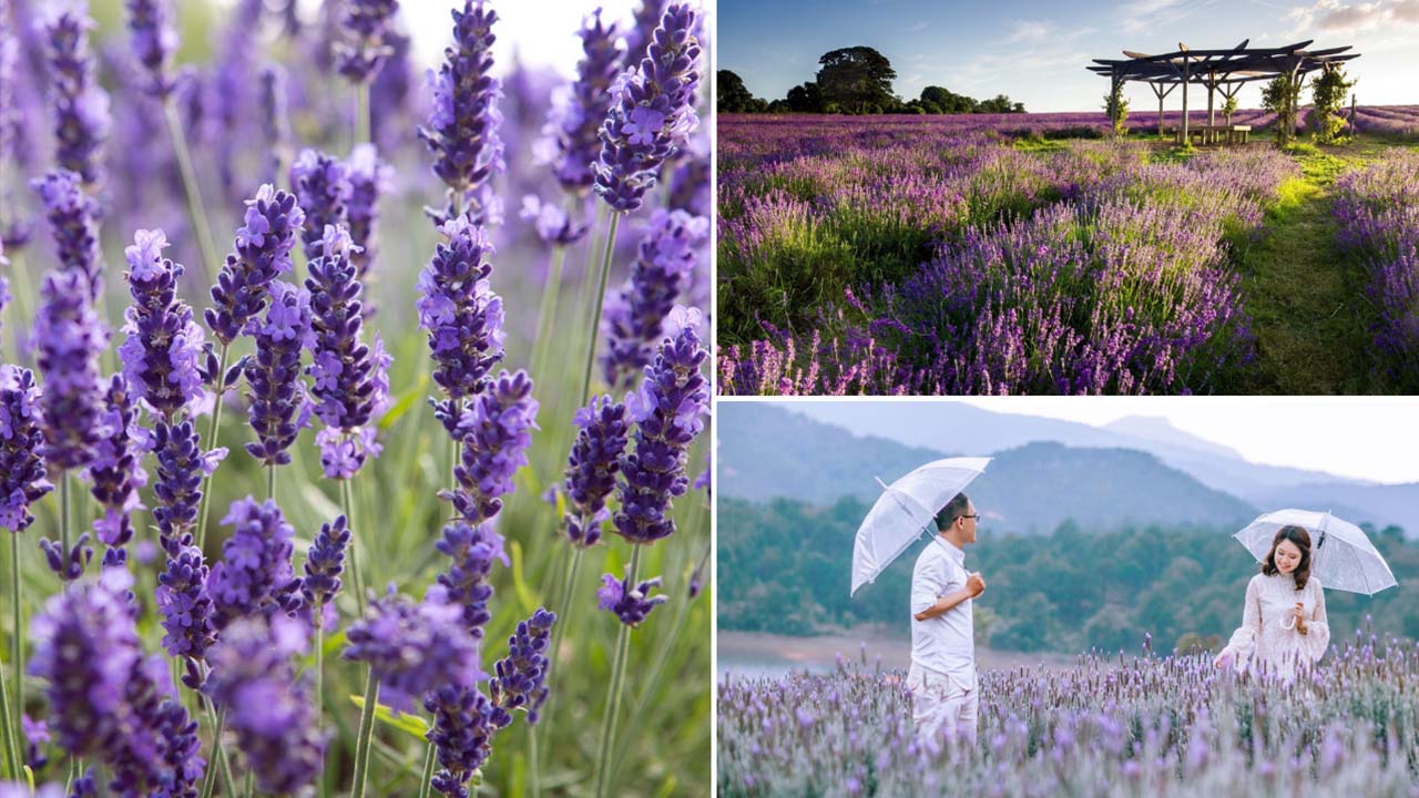 Sắc tím nhuộm khắp cánh đồng hoa Lavender Đà Lạt. Nguồn: Internet