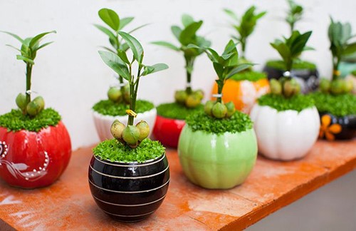 may man 2 18 loại cây cảnh mini để bàn dễ trồng, hợp phong thủy trong nhà, văn phòng