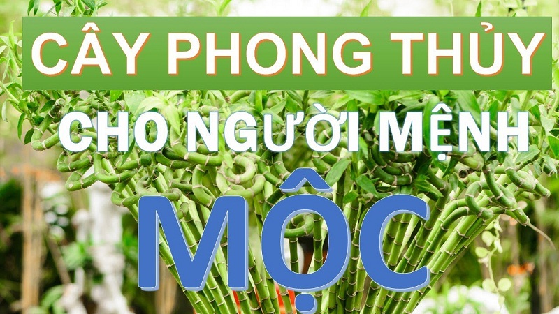 Menh Moc Hop Cay Gi
