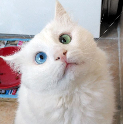 mèo Anh lông dài mắt 2 màu1