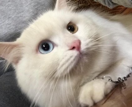 mèo Anh lông dài mắt 2 màu