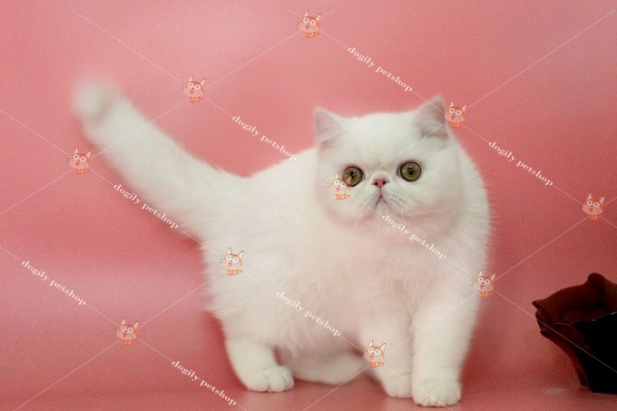Bán mèo Exotic màu trắng nhập khẩu Nga 3 tháng tuổi tại Dogily Petshop.