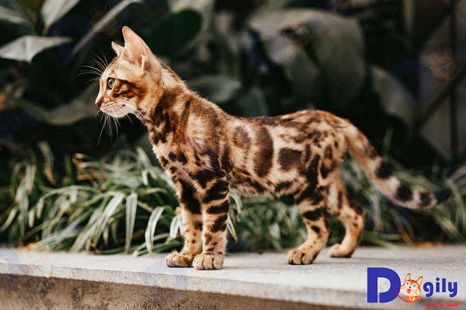 Thân hình của một chú mèo vằn hổ trưởng thành tiêu chuẩn. 