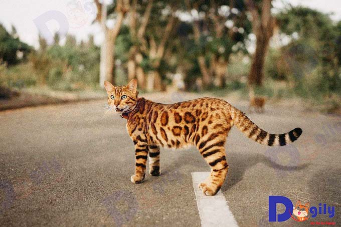 Mèo vằn hổ là một giải pháp thay thế tuyệt vời cho việc nuôi nhốt các giống mèo rừng hoang dã trong tự nhiên.