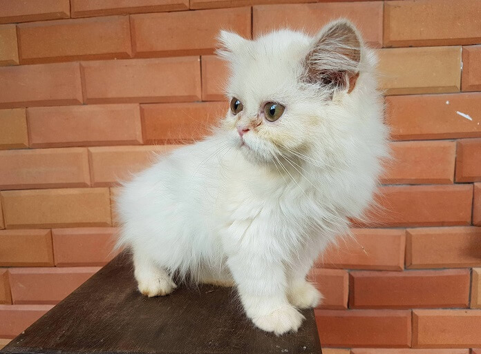 Mèo Ba tư trắng con