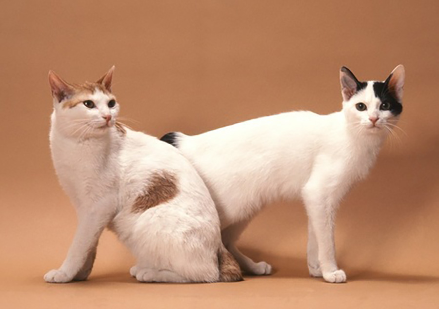 Mèo cộc đuôi Nhật Bản trường thành nặng từ 4kg đến 6kg.