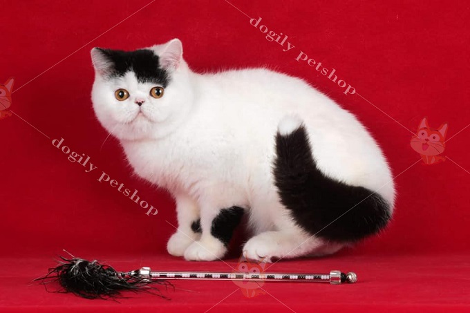 Mèo Exotic Shorthair là phiên bản lông ngắn của mèo 34 truyền thống.