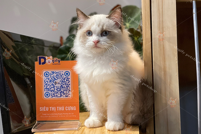 Chiêm ngưỡng hình ảnh chú mèo Ragdoll thuần chủng bố mẹ nhập liên bang Nga tại trại mèo Dogily Cattery