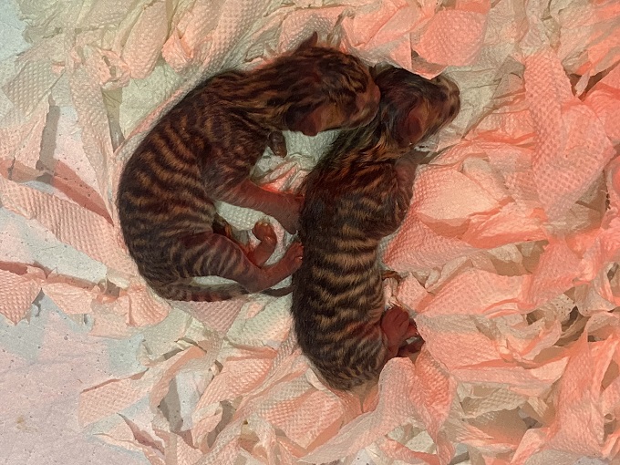 Hai bé mèo con mới đẻ bố mẹ nhập châu Âu tại Trại mèo Dogily Cattery. Màu mảng đẹp và sắc nét ngay từ khi mới sinh.