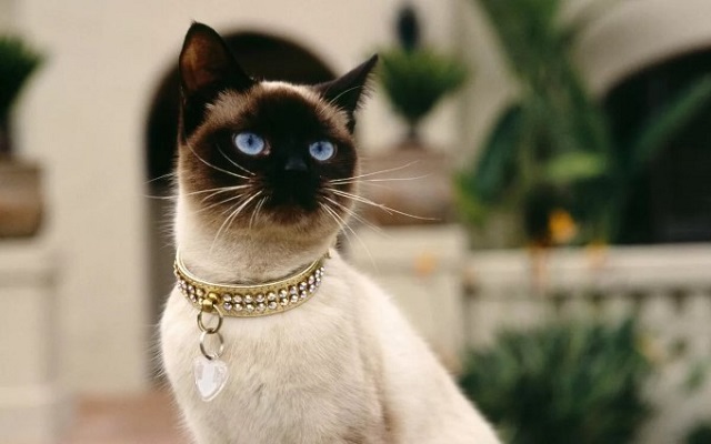 Mèo Xiêm - giống mèo được yêu thích bởi vẻ ngoài độc lạ nhưng không kém phần sang trọng, quý phái
