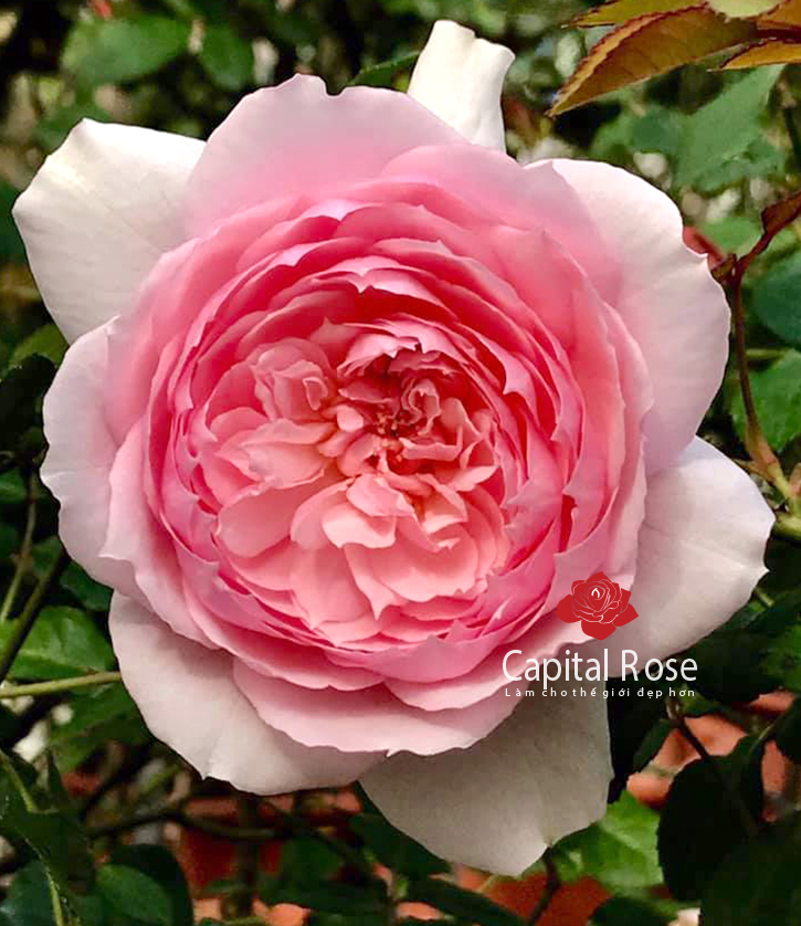 Hoa hồng misaki rose