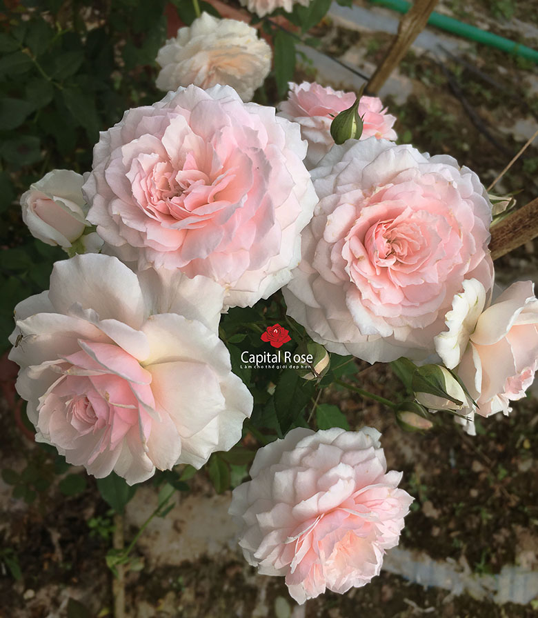 Hoa hồng misaki rose