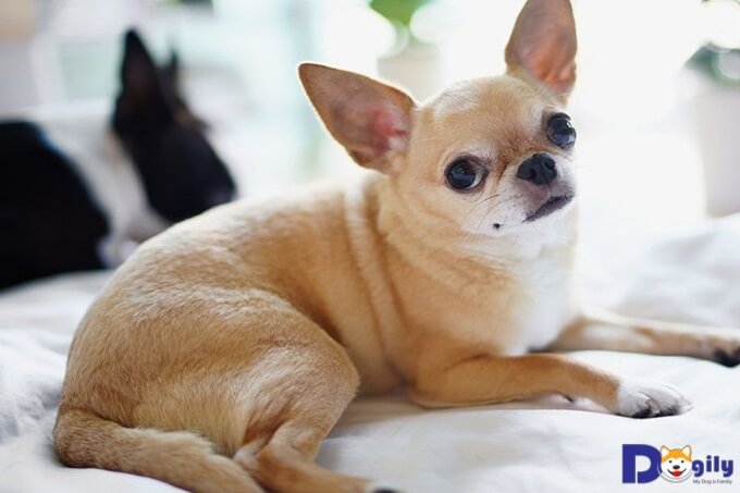 Chó Chihuahua lai dễ thương